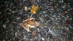 Litoria latopalmata