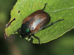 Anomala dubia