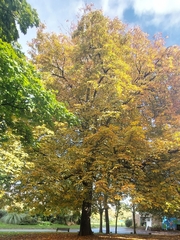 Aesculus hippocastanum