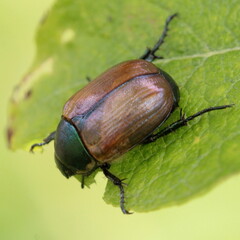 Anomala dubia