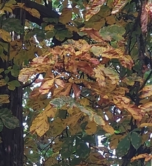 Aesculus hippocastanum