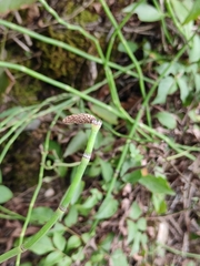 Equisetum ramosissimum