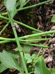 Equisetum ramosissimum