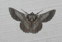 Hypobapta tachyhalotaria