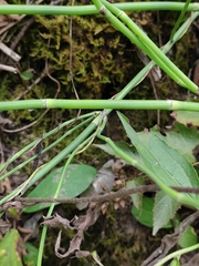 Equisetum ramosissimum