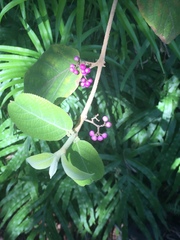 Callicarpa
