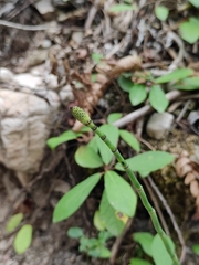Equisetum ramosissimum
