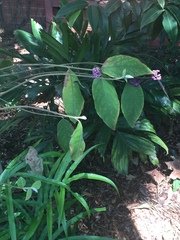 Callicarpa