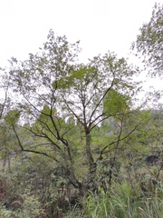 Pterocarya stenoptera