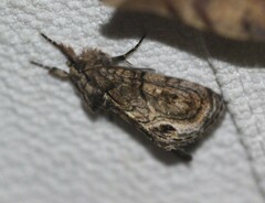Zalissa catocalina