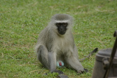 Chlorocebus pygerythrus pygerythrus