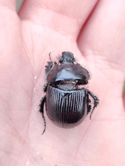 Typhaeus typhoeus