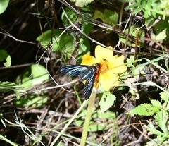 Cyananthrax cyanopterus