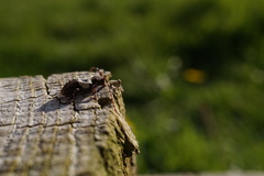 Pogonocherus hispidulus