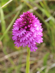 Anacamptis pyramidalis
