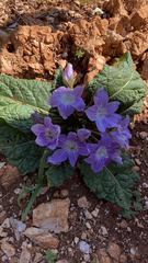 Mandragora autumnalis