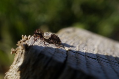 Pogonocherus hispidulus