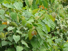 Chloropsis cyanopogon