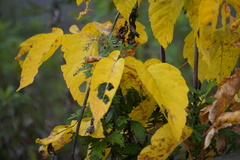 Acer negundo