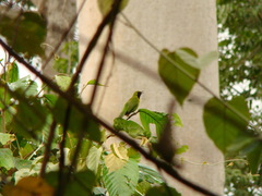 Chloropsis cyanopogon