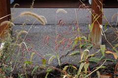 Persicaria extremiorientalis
