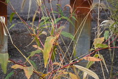 Persicaria extremiorientalis