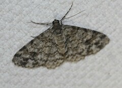 Myrioblephara desumpta