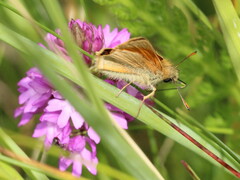 Thymelicus sylvestris