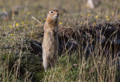 Urocitellus undulatus
