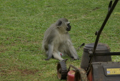 Chlorocebus pygerythrus pygerythrus