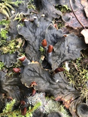 Peltigera neopolydactyla