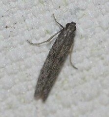 Homoeosoma vagella