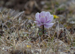 Trollius lilacinus