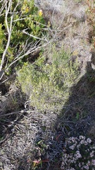 Euchaetis