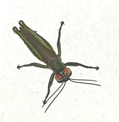 Coscineuta coxalis