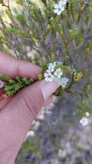 Euchaetis