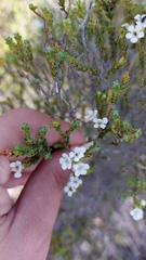 Euchaetis