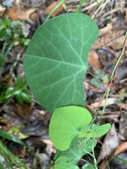 Cissampelos torulosa