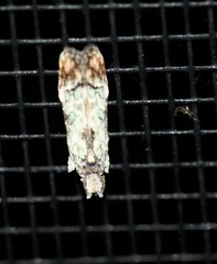 Hypatima