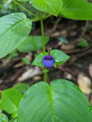 Microchirita involucrata