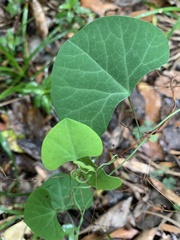 Cissampelos torulosa