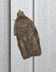 Epiphyas postvittana