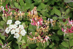 Lonicera periclymenum