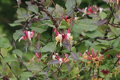 Lonicera periclymenum