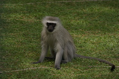 Chlorocebus pygerythrus pygerythrus