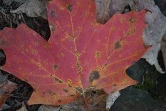 Acer saccharum