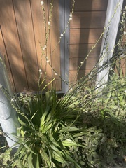 Chlorophytum cooperi