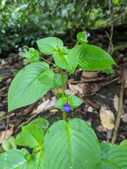 Microchirita involucrata