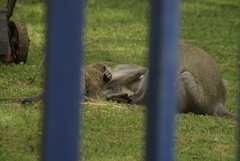 Chlorocebus pygerythrus pygerythrus
