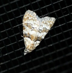 Nola euraphes